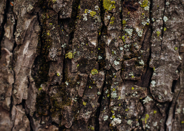 The texture of the tree bark. Tree in the park close-up. Relief texture and background. Forest and nature.