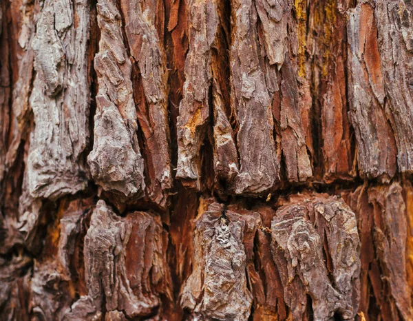 Texture Tree Bark Tree Park Close Relief Texture Background Forest — Stock Photo, Image