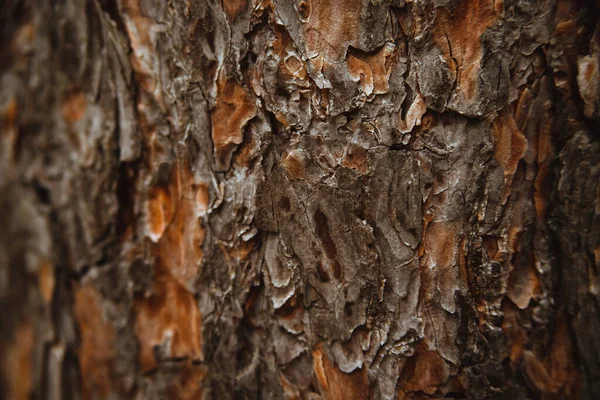 Texture Tree Bark Tree Park Close Relief Texture Background Forest — Stock Photo, Image