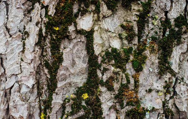 Textuur Van Boomschors Boom Het Park Close Relief Textuur Achtergrond — Stockfoto