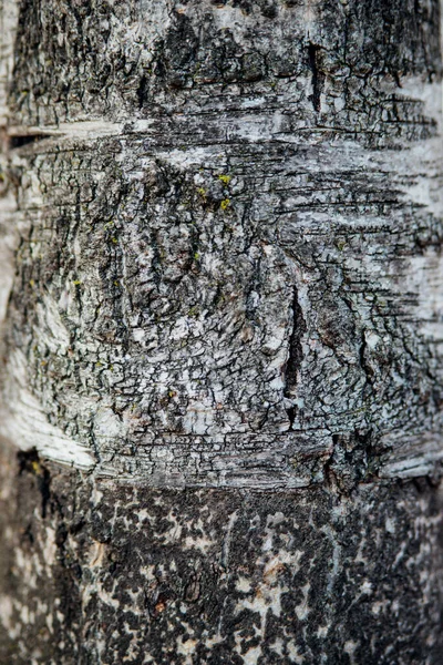 Trädbarkens Konsistens Träd Parken Närbild Lindring Struktur Och Bakgrund Skog — Stockfoto