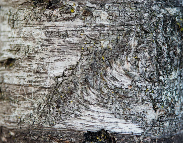 Texture Tree Bark Tree Park Close Relief Texture Background Forest — Stock Photo, Image