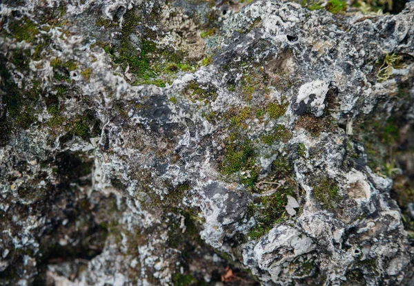 Tekstura Kamienia Porośniętego Mchem Kamień Lesie Lub Parku Naturalne Tło — Zdjęcie stockowe