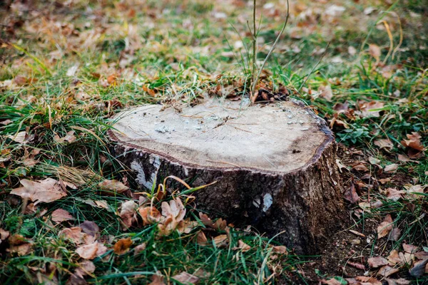 Corte Fresco Árbol Muñón Hierba Verde Cortando Árboles Protección Medioambiental — Foto de Stock