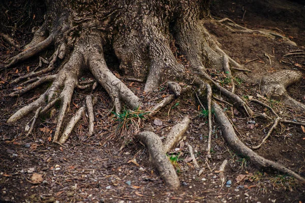 Duże Długie Korzenie Drzew Las Albo Park Korzenie Splecione Splątane — Zdjęcie stockowe