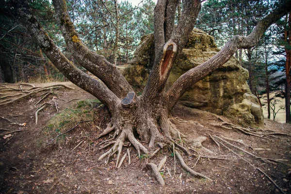 Raíces Árboles Grandes Largas Bosque Parque Las Raíces Están Entrelazadas — Foto de Stock