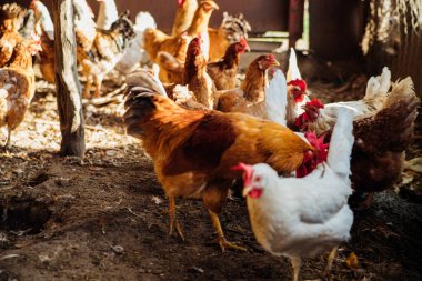 Tavuklar ve horozlar kümeste yürür. Beyaz ve kırmızı tüyler. Kırsal alanlar, tarım. Evcil kuşların üremesi.