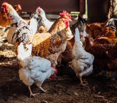 Tavuklar ve horozlar kümeste yürür. Beyaz ve kırmızı tüyler. Kırsal alanlar, tarım. Evcil kuşların üremesi.