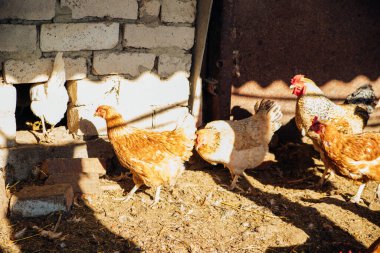 Tavuklar ve horozlar kümeste yürür. Beyaz ve kırmızı tüyler. Kırsal alanlar, tarım. Evcil kuşların üremesi.