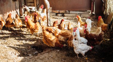 Tavuklar ve horozlar kümeste yürür. Beyaz ve kırmızı tüyler. Kırsal alanlar, tarım. Evcil kuşların üremesi.