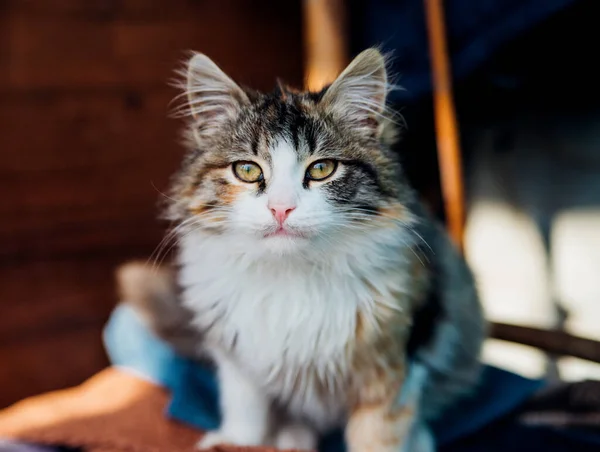 Mignon Petit Chaton Est Assis Sur Une Chaise Couleur Triée — Photo