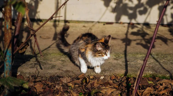 Gatinho Bonito Está Brincando Fora Dia Ensolarado Brilhante Sombras Planta — Fotografia de Stock