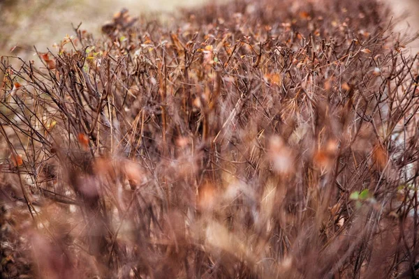 Haagvormige Struiken Het Park Herfstseizoen Takken Zonder Bladeren Natuurlijke Achtergrond — Stockfoto