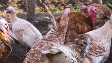 Bahçede birkaç hindi dolaşıyor. Kırsal bölge. Değişik renkte tüyler. Ahırdaki hindiler gidip yesinler..