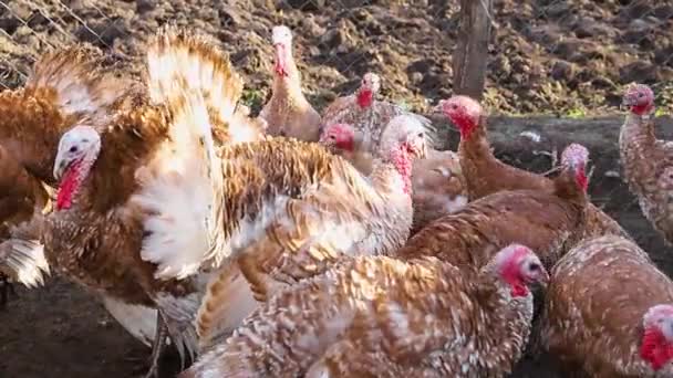 几只火鸡在院子里散步 农村地区 五彩斑斓的羽毛 谷仓里的火鸡去吃 — 图库视频影像