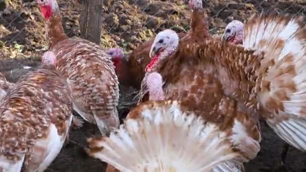 칠면조 마리가 마당을 있어요 색깔의 깃털을 가지고 헛간에 칠면조 — 비디오