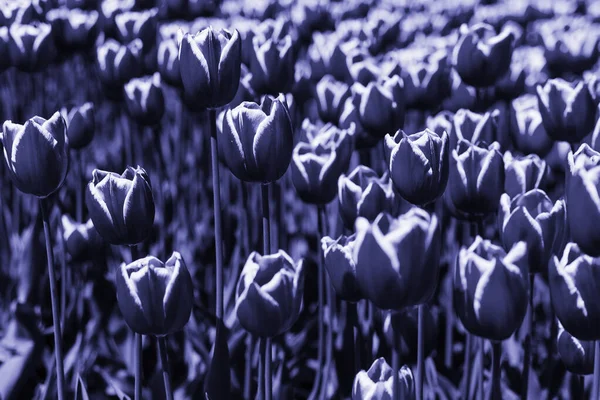 Цвет 2022 Года Абстрактный Фон Выкрашенный Модный Цвет Тюльпанов Цветы — стоковое фото