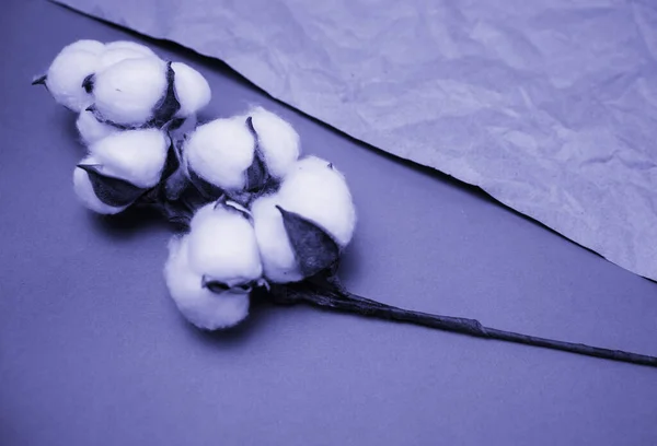 2022年的颜色 一种有白色绒毛棉花的分枝 天然有机纤维 织物生产原料 — 图库照片