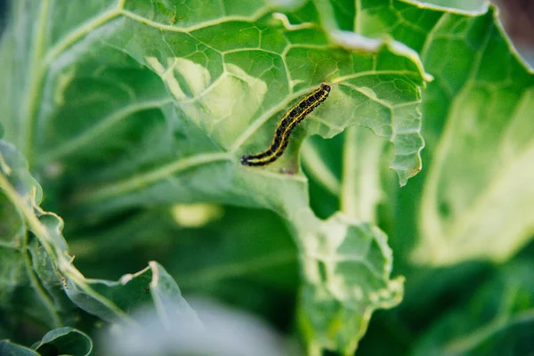 Çizgili küçük bir tırtıl lahana yaprağının üzerinde oturur. Böcek ilacı. Sonbahar hasadı. Yeşil sebze.