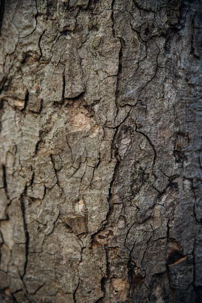 Texture Tree Bark Tree Park Close Relief Texture Background Forest — Stock Photo, Image