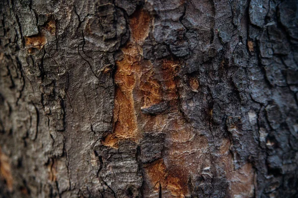 Texture Tree Bark Tree Park Close Relief Texture Background Forest — Stock Photo, Image