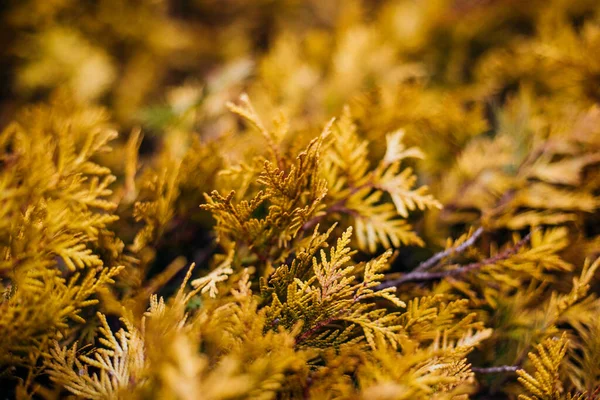 Natuurlijke Achtergrond Van Gele Thuja Bladeren Prachtige Bladtextuur Vervagend Achtergrond — Stockfoto
