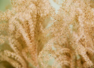 Açık yeşil arka planda sazlıklar. Yumuşak otlar. Reed 'in arka planı panikledi. Sakin ve nötr bir kompozisyon.