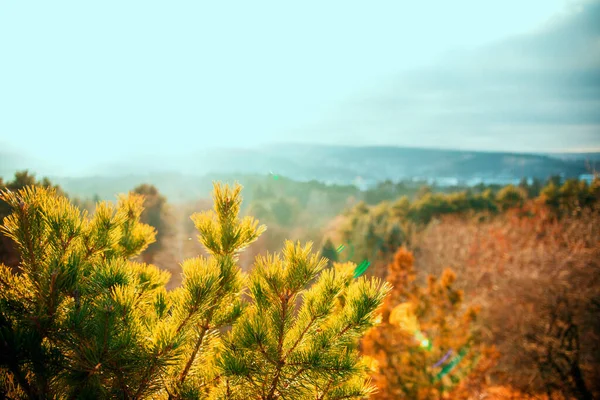 Naturlandschaft Von Einem Hohen Berg Wald Oder Park Die Sonnenstrahlen — Stockfoto