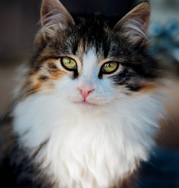 Şirin, tüylü, üç renkli bir kedi yavrusu. Evcil hayvan. Veteriner tıbbı. Güzel yeşil gözler..