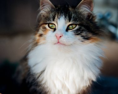 Şirin, tüylü, üç renkli bir kedi yavrusu. Evcil hayvan. Veteriner tıbbı. Güzel yeşil gözler..