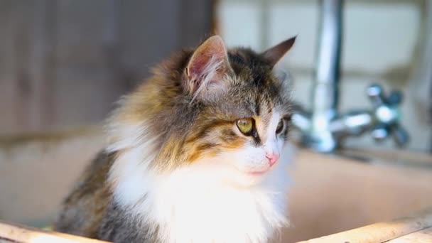 줄무늬 고양이가 앉아서 카메라를 있습니다 행복하고 귀여운 고양이 인형의 동물의 — 비디오