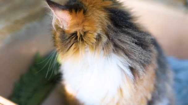 Gray Little Kitten Approached Another Striped Kitten Concept Happy Adorable — Video Stock