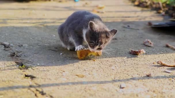 一只灰色的小猫正在沥青上吃着 阳光灿烂的一天 一只流浪的动物在街上走着 — 图库视频影像