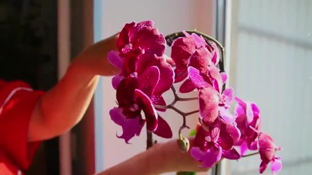 Female Hands Touch Orchid Flowers Close Petals Purple Color Care — 图库视频影像