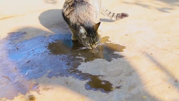 Cute Striped Cat Drinks Puddle Sunny Bright Day Cat Lapping — Stockvideo