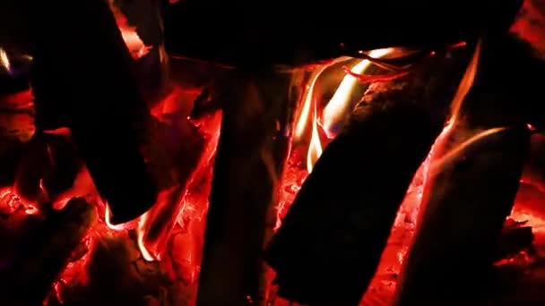 Bonfire Close Burning Tree Orange Flame Campfire Preparation Coals Barbecue — Stockvideo