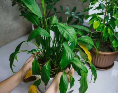 Houseplant disease. Withering home flower spathiphyllum in a white pot on the table. Homemade green plant. Women's hands take care of a home flower.