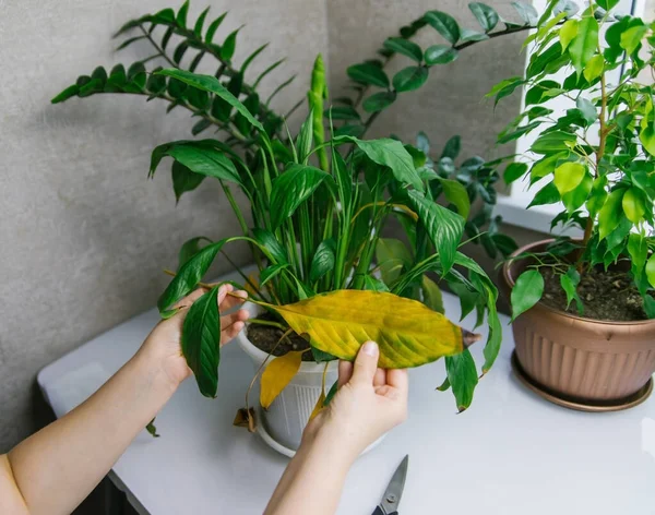 Houseplant disease. Withering home flower spathiphyllum in a white pot on the table. Homemade green plant. Women's hands take care of a home flower.