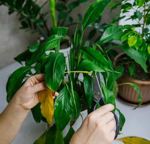 A woman cuts the withered yellow leaves of spathiphyllum. The concept of caring for indoor plants. Indoor flower in a white pot.