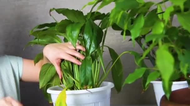Woman Cuts Withered Yellow Leaves Spathiphyllum Concept Caring Indoor Plants — Stockvideo