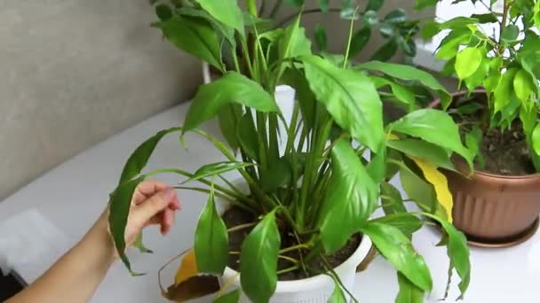 家庭植物疾病 在桌上的一个白锅里擦拭着家的花朵 自制的绿色植物 女人的手照顾着家的花朵 — 图库视频影像