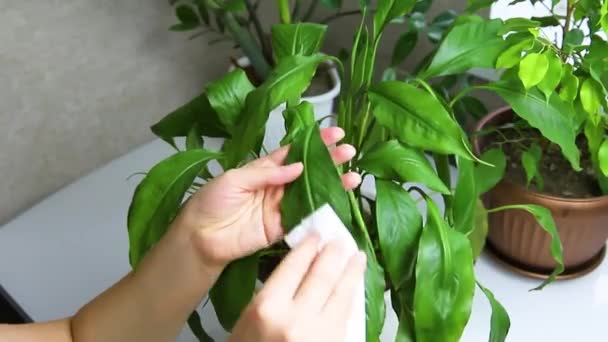 Woman Wiping Household Dust Leaves Houseplants Soft Cloth Concept Caring — Stockvideo