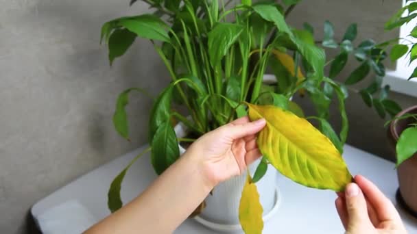 Houseplant Disease Withering Home Flower Spathiphyllum White Pot Table Homemade — Video