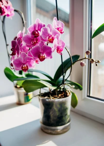 Fleur Rose Feuilles Orchidée Phalaenopsis Dans Pot Fleurs Sur Rebord — Photo