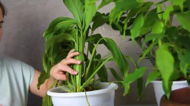 A woman cuts the withered yellow leaves of spathiphyllum. The concept of caring for indoor plants. Indoor flower in a white pot.
