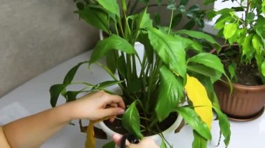 A woman cuts the withered yellow leaves of spathiphyllum. The concept of caring for indoor plants. Indoor flower in a white pot.