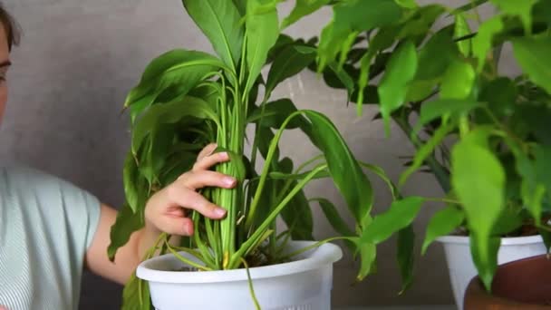 Woman Cuts Withered Yellow Leaves Spathiphyllum Concept Caring Indoor Plants — Vídeo de stock