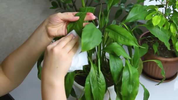 Woman Wiping Household Dust Leaves Houseplants Soft Cloth Concept Caring — Stockvideo