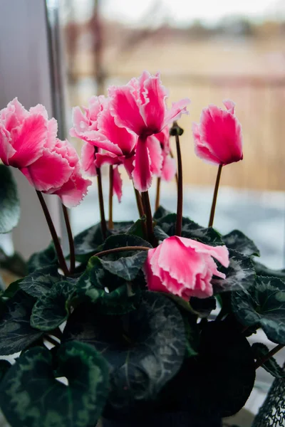 Cyclamen Rose Rouge Fleurs Violet Alpin Plantes Intérieur Fleurs Sur — Photo