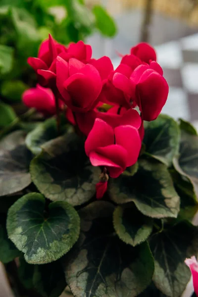 Blühende Rosa Und Rote Cyclamen Oder Alpenviolett Zimmerpflanzen Blumen Auf — Stockfoto